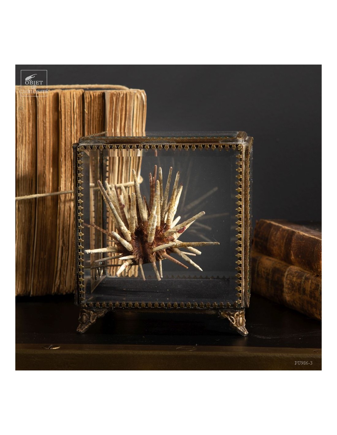 Oursin crayon fins  dans boite en... Oursin crayon fins  dans boite en...