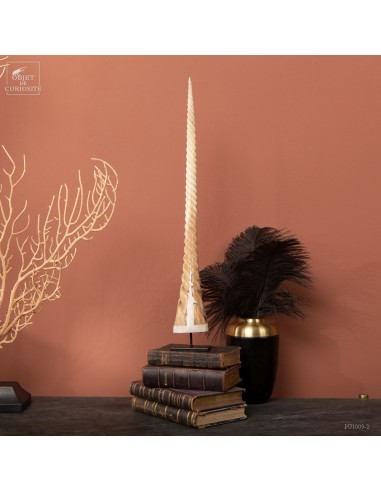 Twisted rostrum on black base