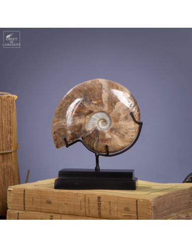 Ammonite cleoniceras avec nacre...