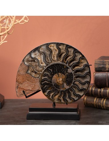 Ammonite (Madagascar) sciée et polie...