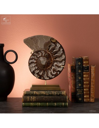 Ammonite (Madagascar) sciée et polie...