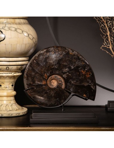 Black ammonite Cleoniceras (1.4kg)...