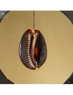 Cypraea Tigris shell in... 2