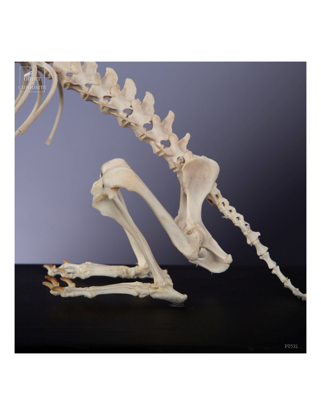 Squelette de chihuahua Squelette de chihuahua