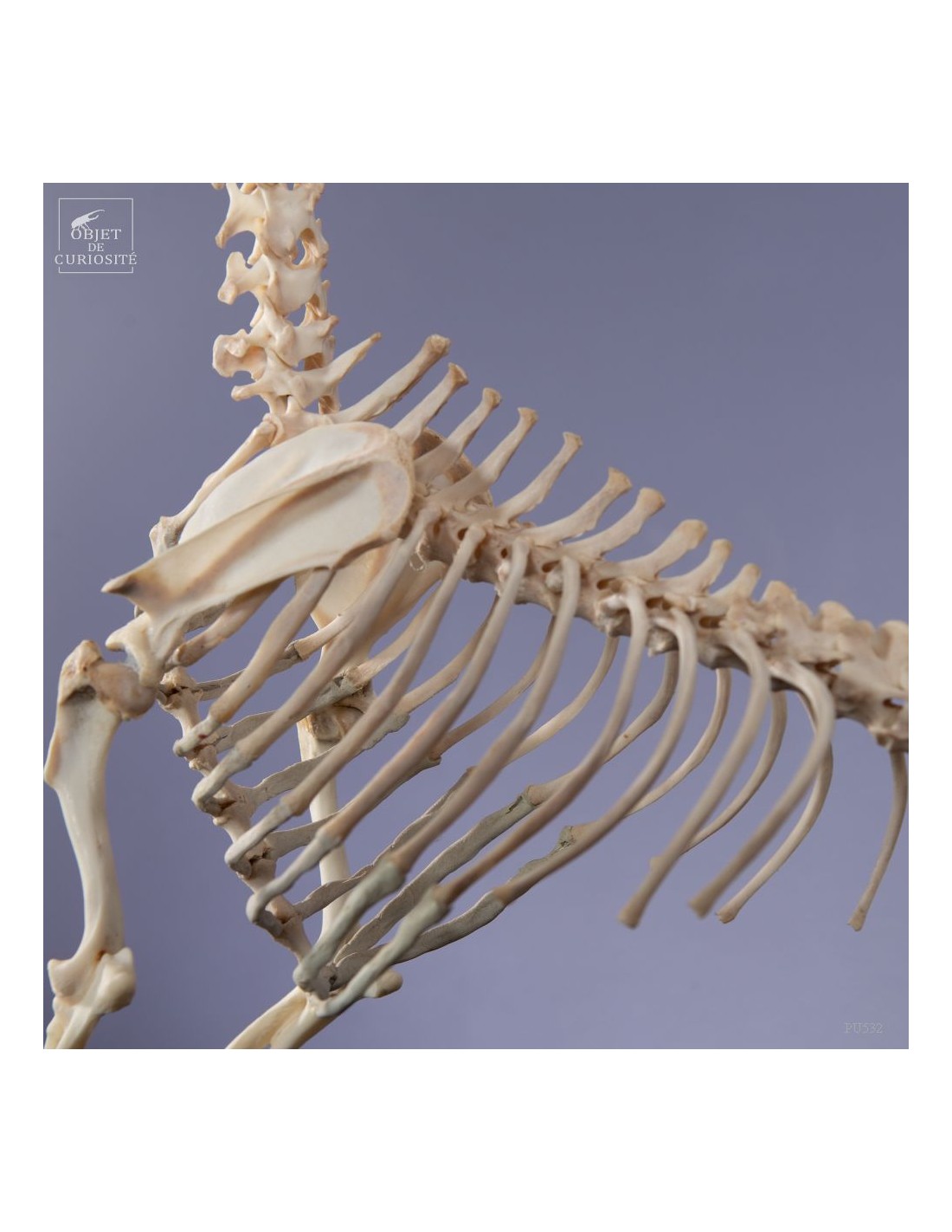 Squelette de chihuahua Squelette de chihuahua