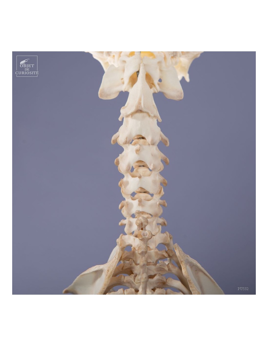 Squelette de chihuahua Squelette de chihuahua