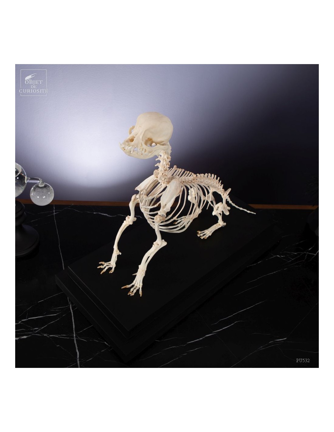 Squelette de chihuahua Squelette de chihuahua