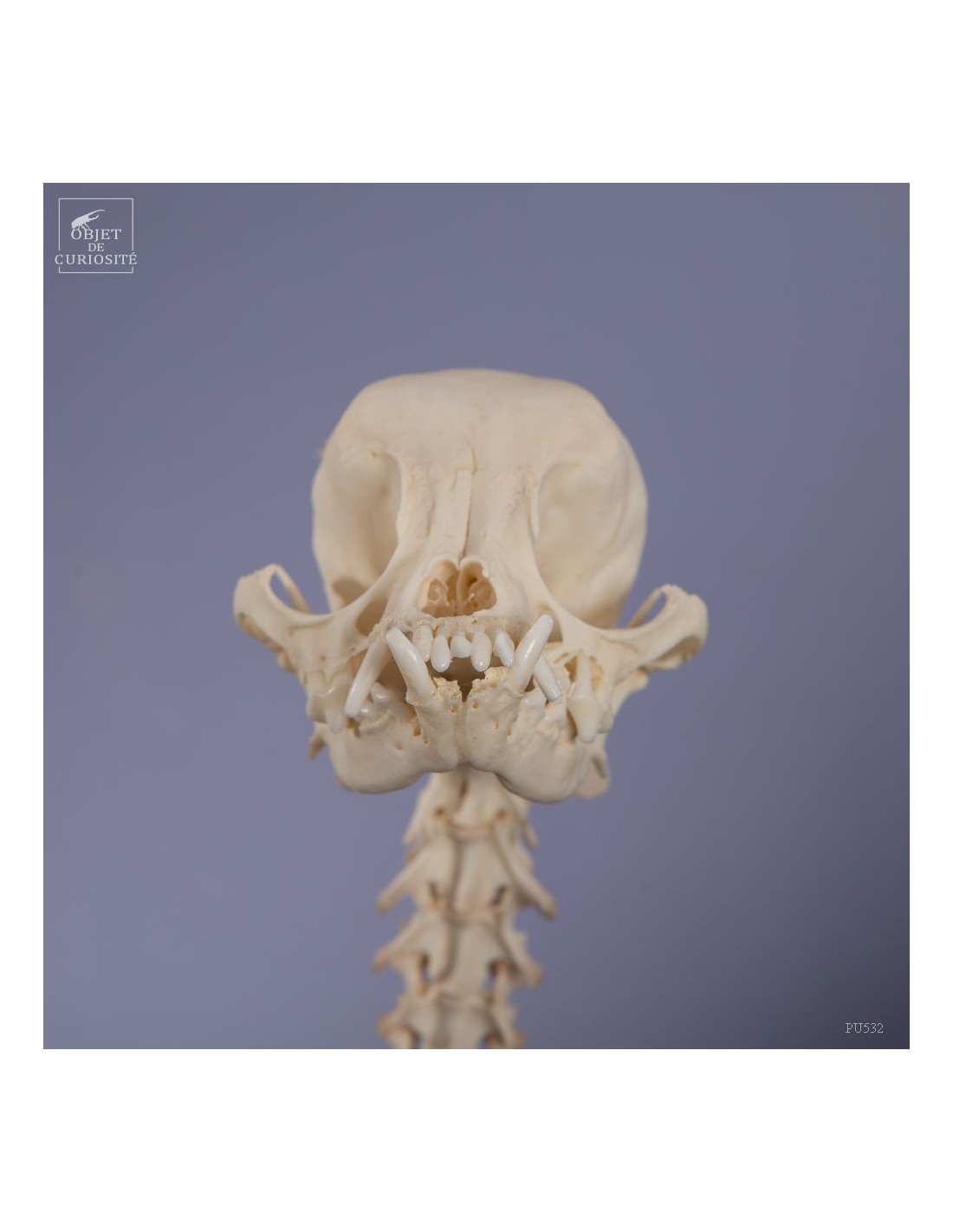 Squelette de chihuahua Squelette de chihuahua