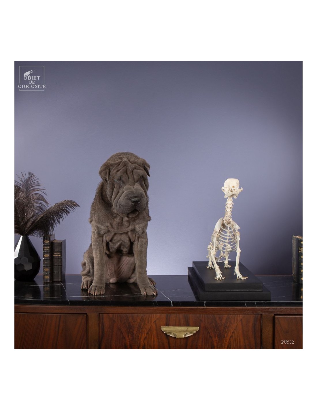 Squelette de chihuahua Squelette de chihuahua