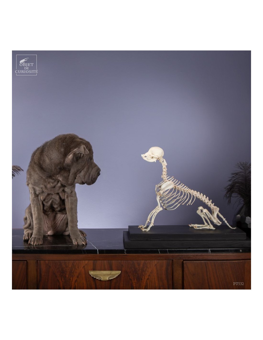 Squelette de chihuahua Squelette de chihuahua