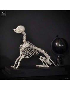 Chiwawa skeleton on black...
