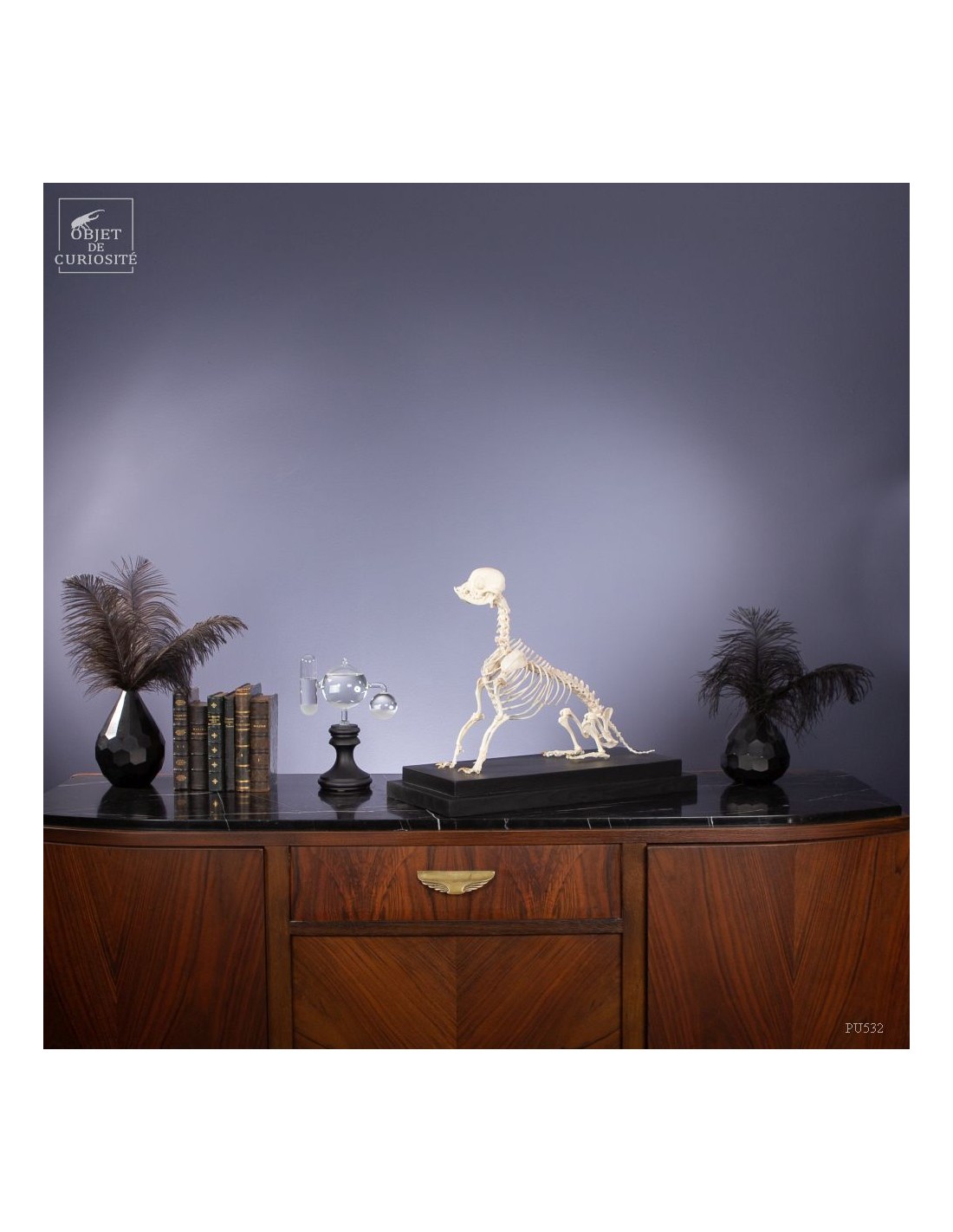 Squelette de chihuahua Squelette de chihuahua