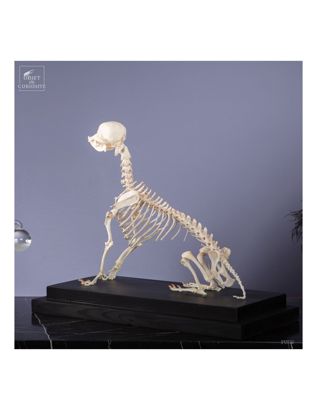 Squelette de chihuahua Squelette de chihuahua