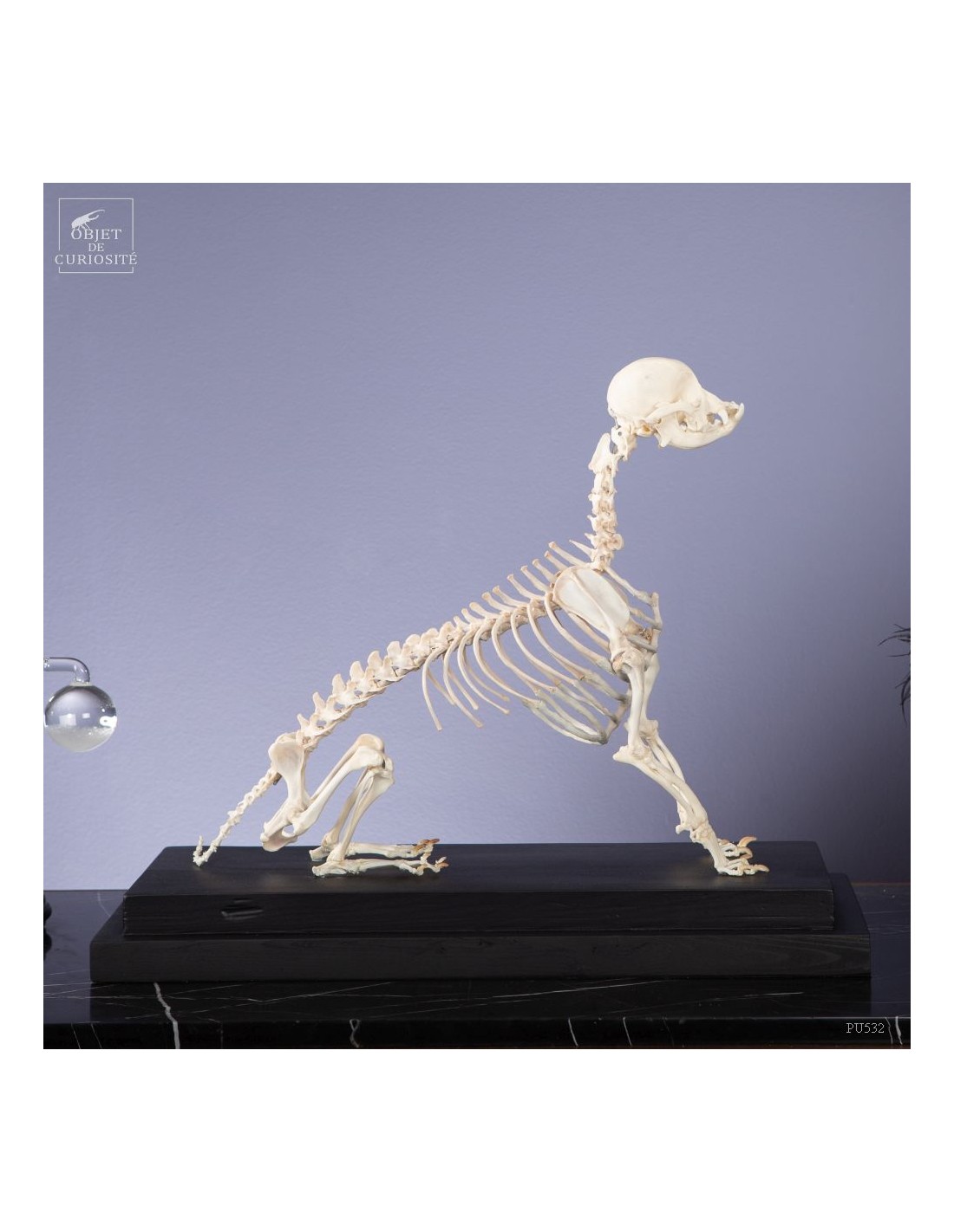 Squelette de chihuahua Squelette de chihuahua