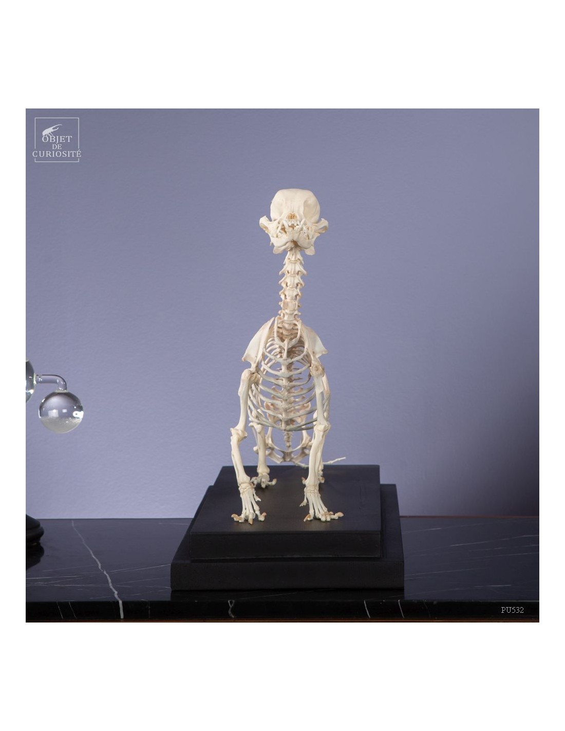 Squelette de chihuahua Squelette de chihuahua