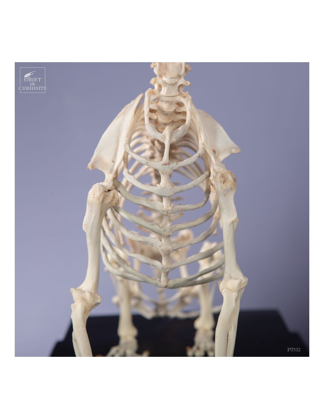 Squelette de chihuahua Squelette de chihuahua