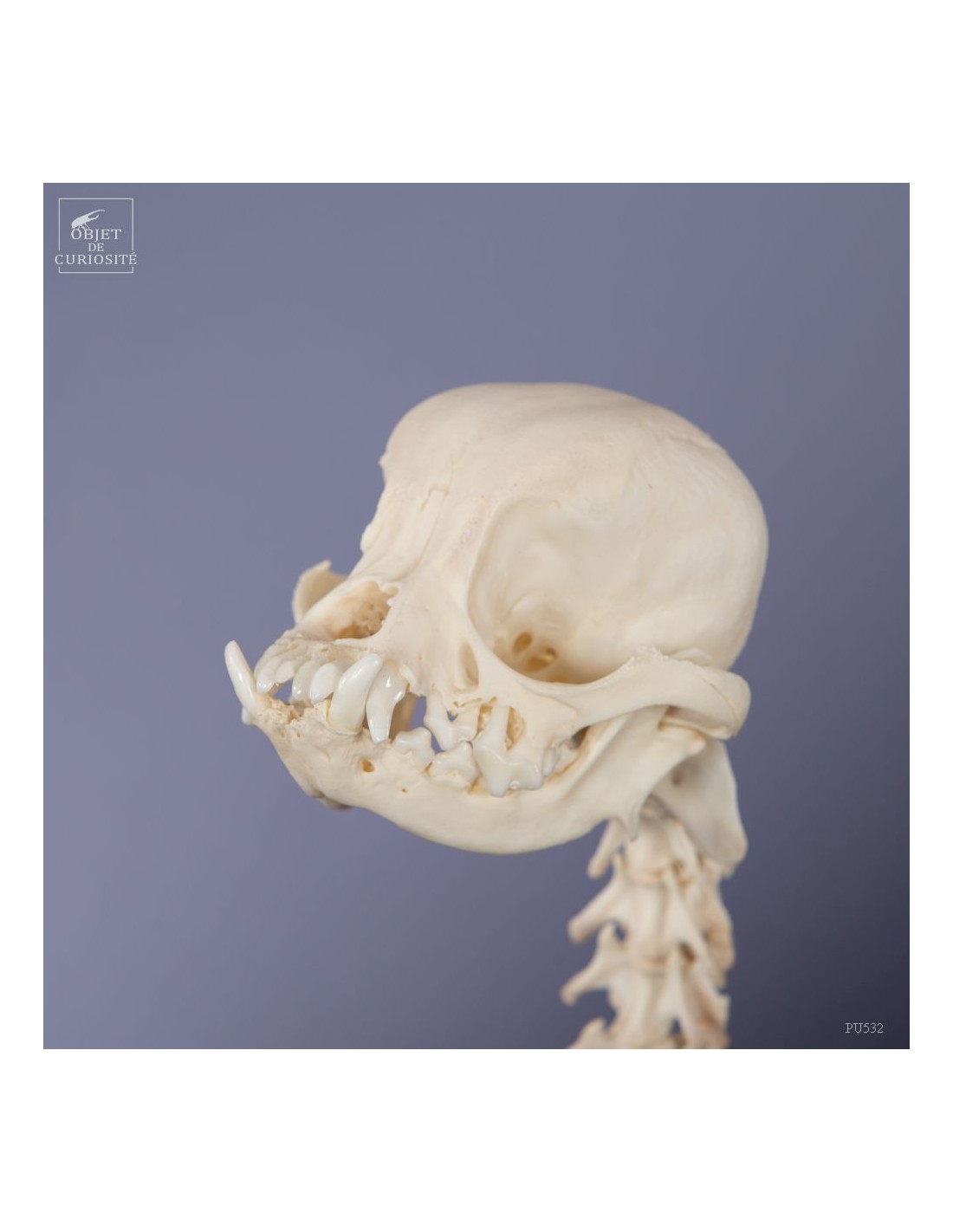 Squelette de chihuahua Squelette de chihuahua