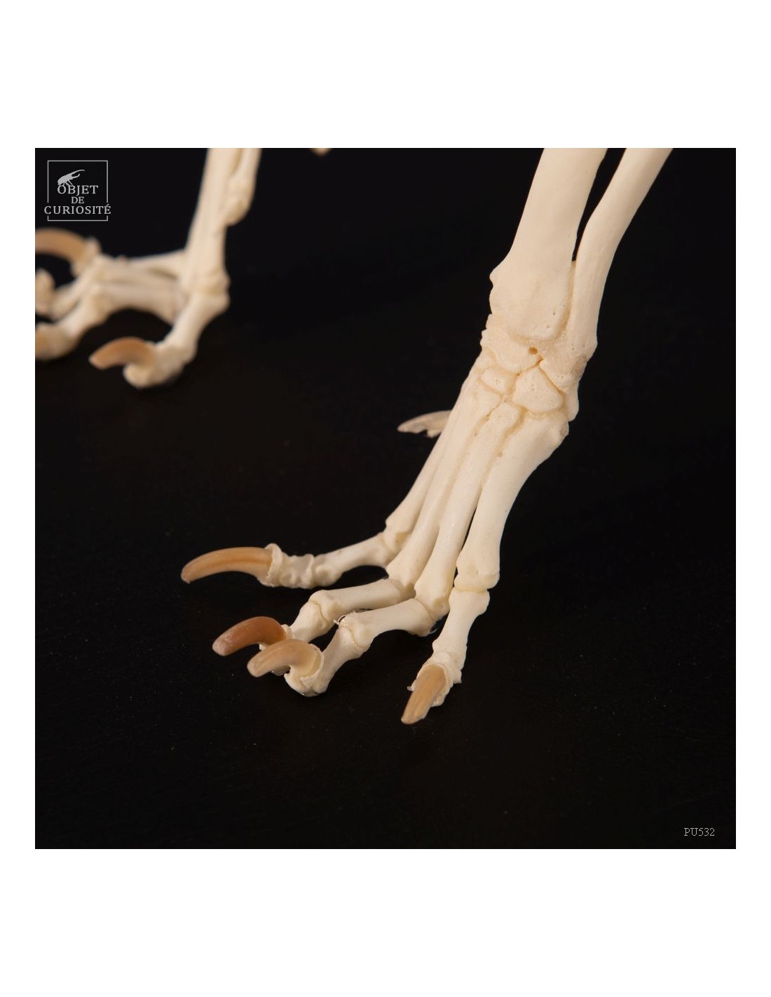 Squelette de chihuahua Squelette de chihuahua