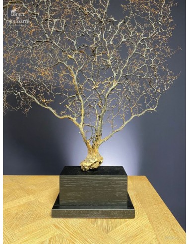 Black sea fan on rectangular base