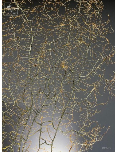 Gorgone noire sur base rectangulaire...