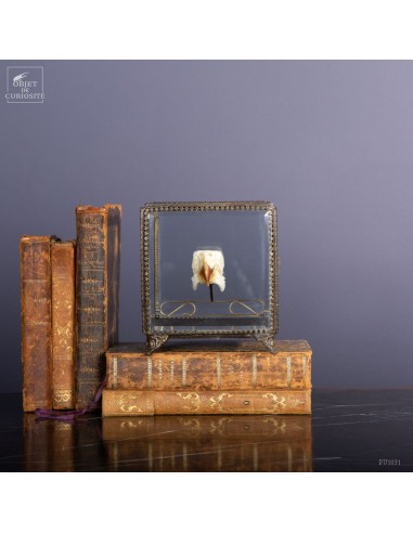 Crane de perruche dans boite carrée...