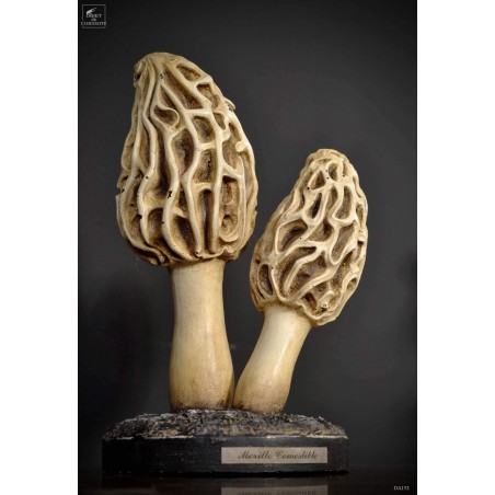 Morel artifact