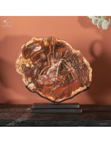 Tranche de bois fossile de 1kg sur...