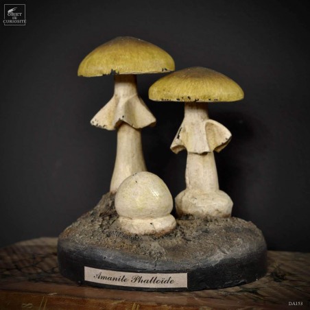 Artifact amanita phalloides