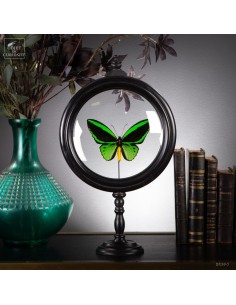 Butterfliy male...