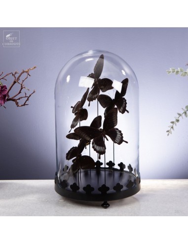 6 Papillons DEIPHOBUS  globe rond