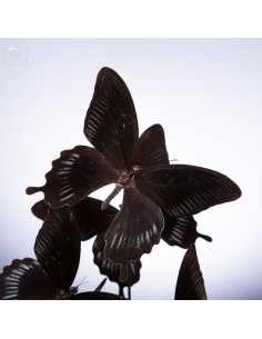 6 butterflies DEIPHOBUS... 2
