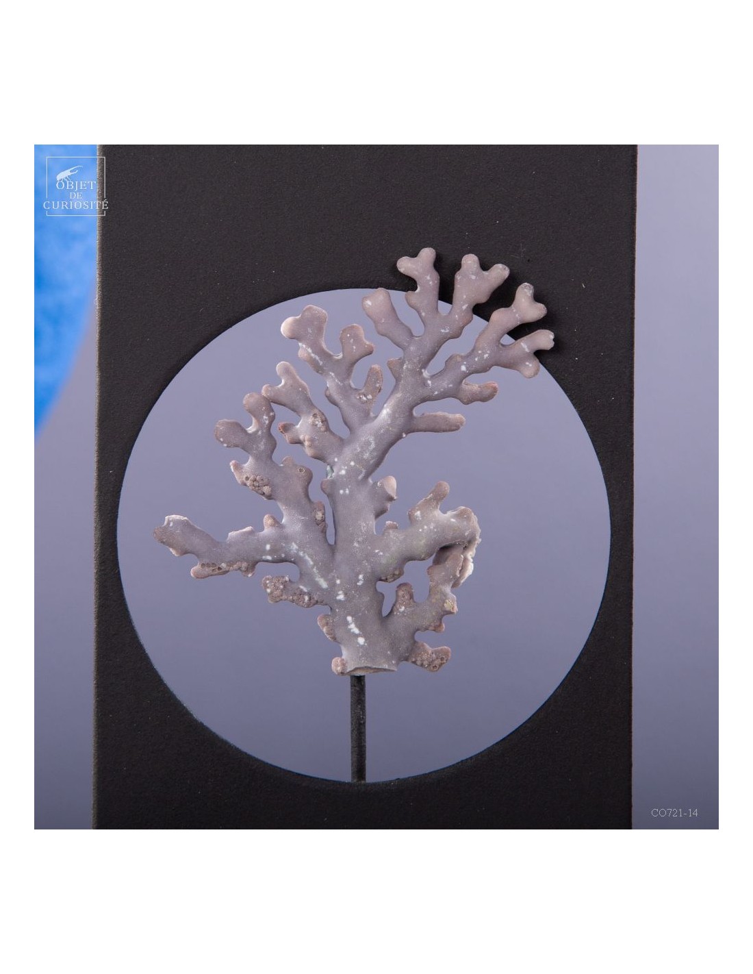 Corail violine de Madagascar... Corail violine de Madagascar...