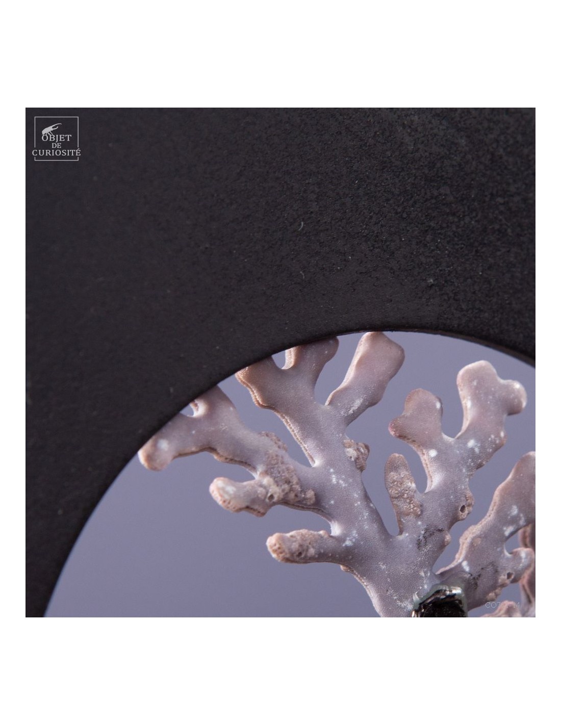 Corail violine de Madagascar... Corail violine de Madagascar...