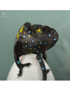 Chameleon FURCIFER PARDALIS... 2