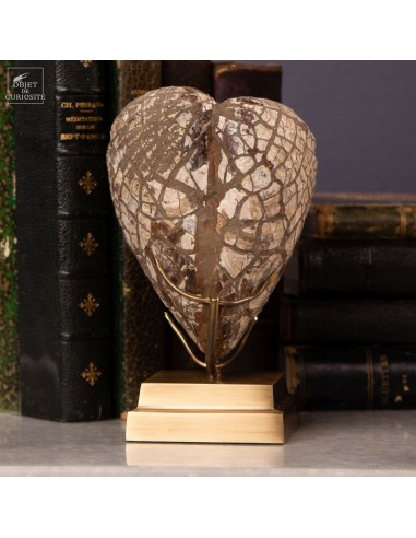 PHOLADOMYA AEQUALIS fossile  de 1.1kg...