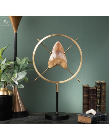 Dent de mégalodon dans support vertical