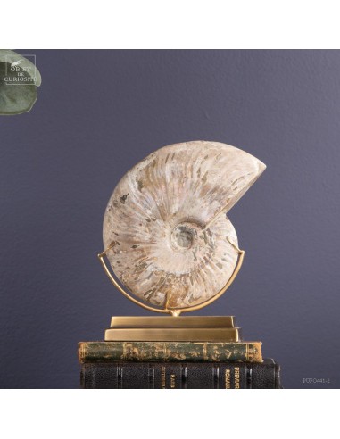 Ammonite cléoniceras sur base laiton
