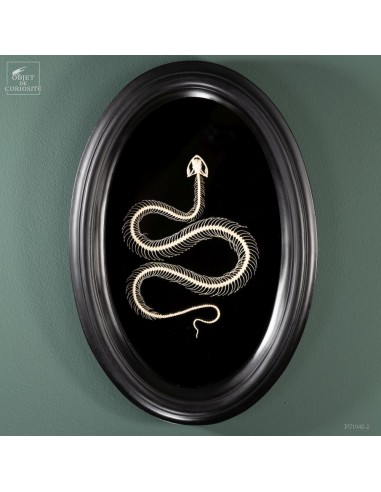 TRIMERESURUS Snake Skeleton