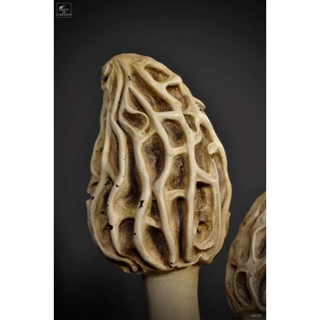 Morel artifact