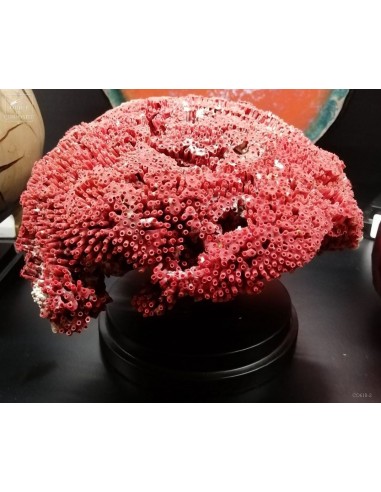 Red TUBIPORA MUSICA coral