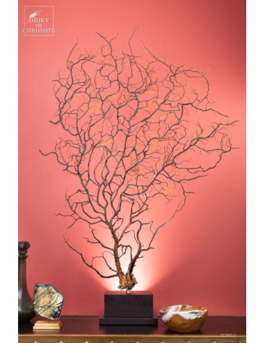 Spicky black sea fan