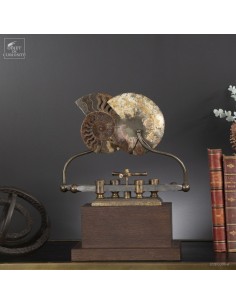 Ammonite sur machine...