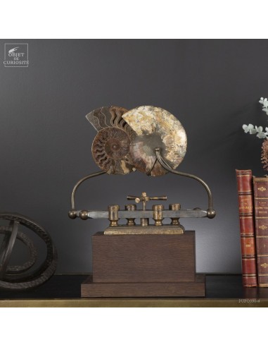Ammonite on sliding machine