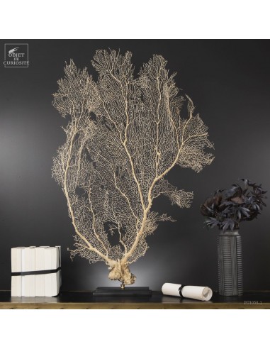 White sea fan on black stand