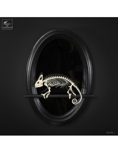 Miroir noir et squelette de Caméléon