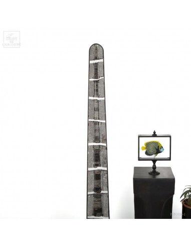 giant Orthoceras fossil  proudly...