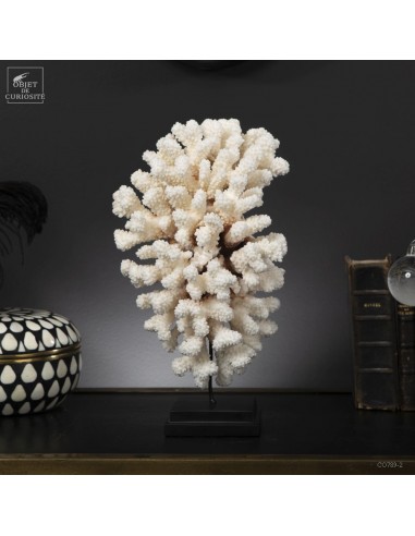 White coral-POCILLOPORA MEANDRINA