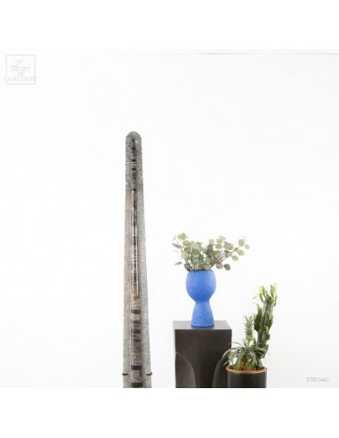 Orthoceras géant sur métal