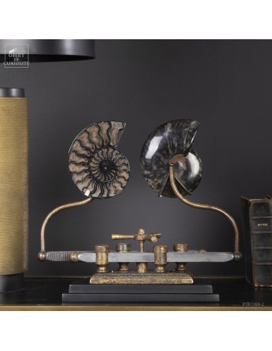 Ammonite on sliding machine