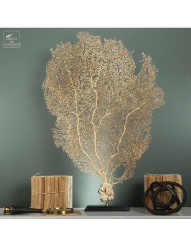 White sea fan on black stand